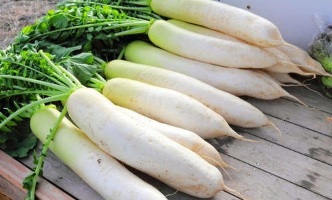 大根がダイエット向きな理由とは？効果からレシピまでをご紹介